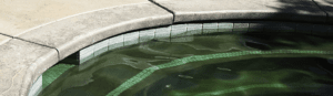 Algen im Pool